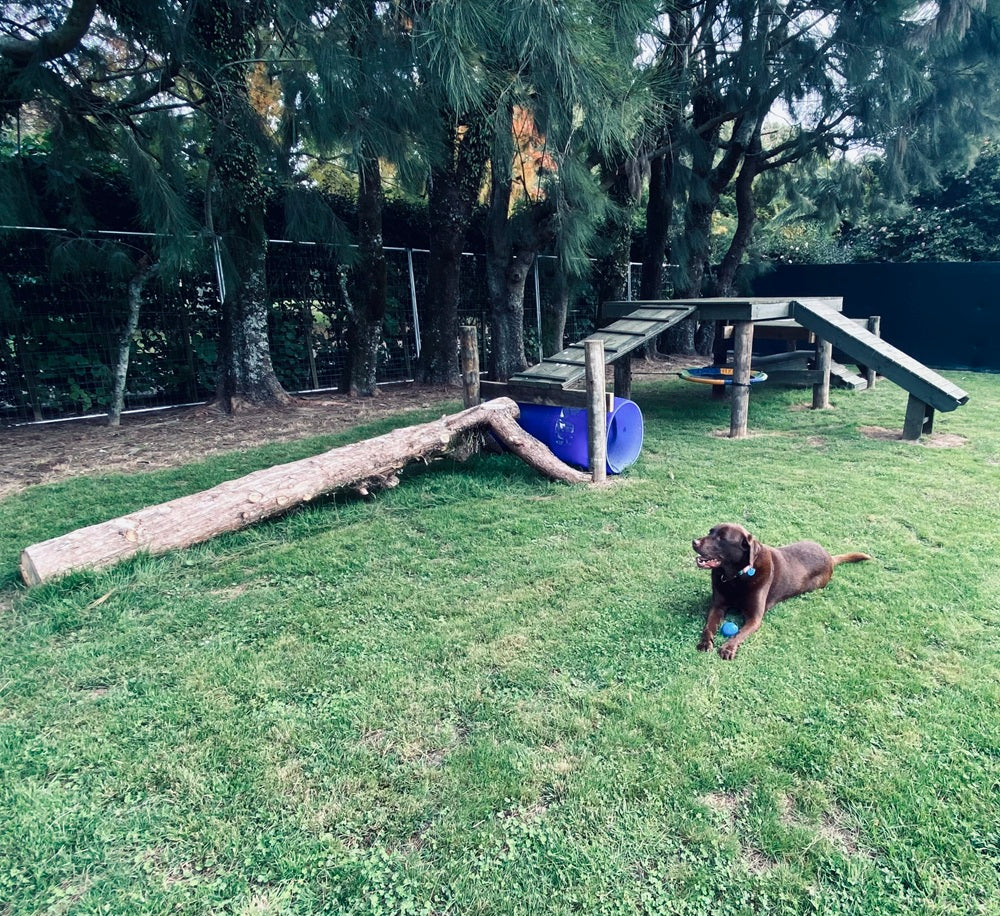 Field  2 (1 - 4 dogs)