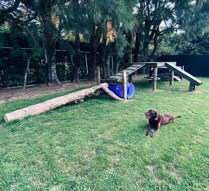 Field  2 (1 - 4 dogs)