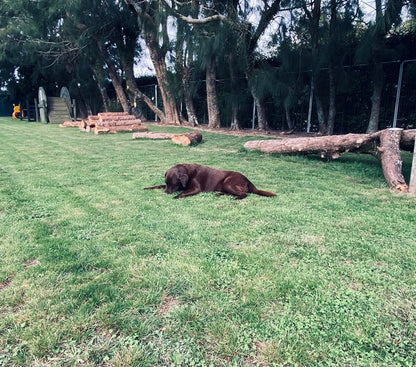 Field  2 (1 - 4 dogs)
