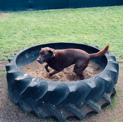 Field  2 (1 - 4 dogs)