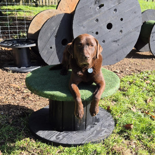 Fido's Field (1 - 3 Dogs)